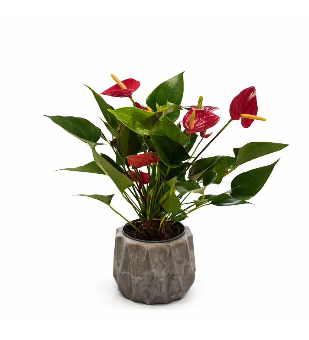 Ruby Touch – Saksıda Kırmızı Antoryum (Dekoratif Gri Saksı)