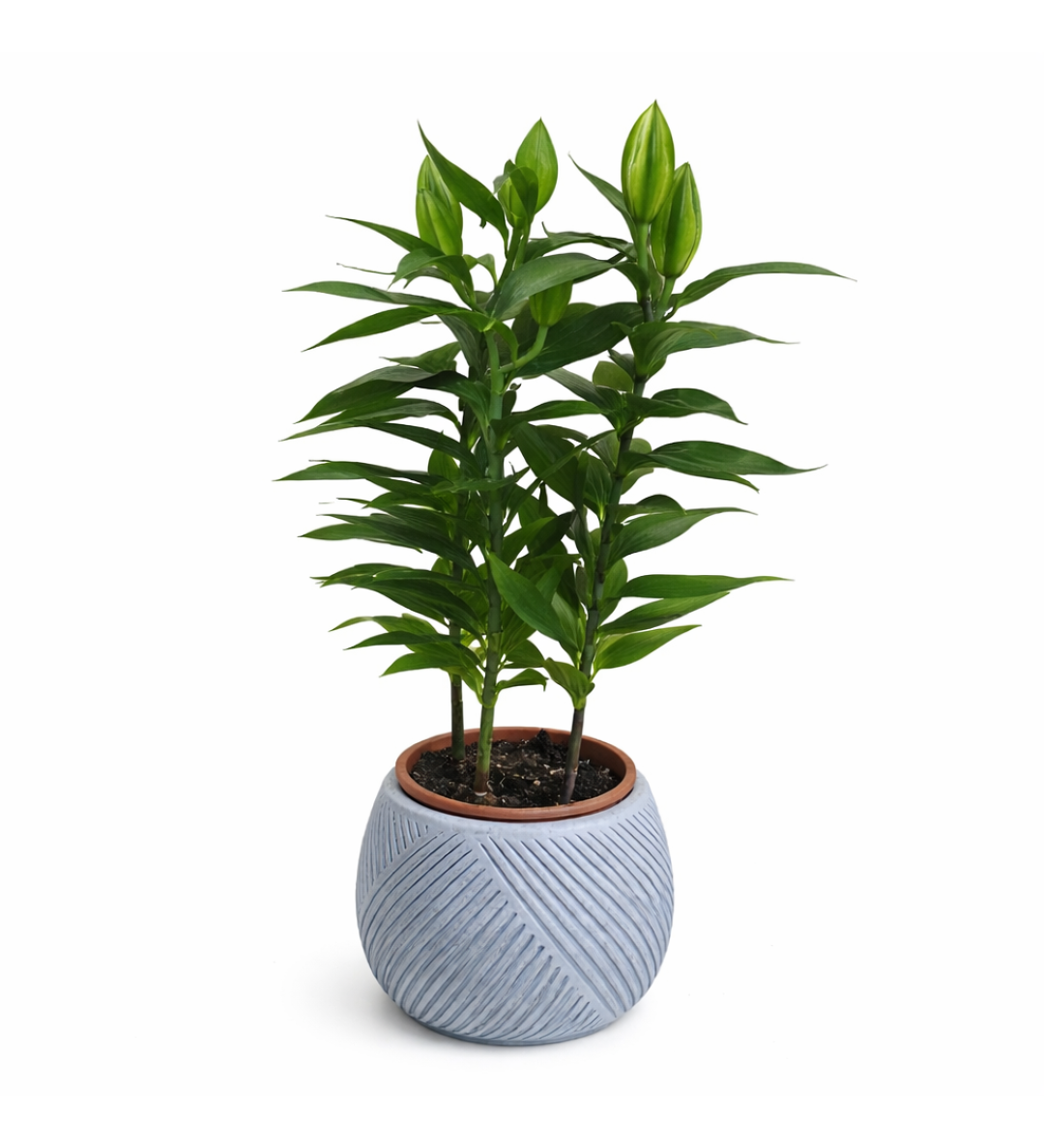 Saksıda Yeşil Lilyum (Tomurcuklu)