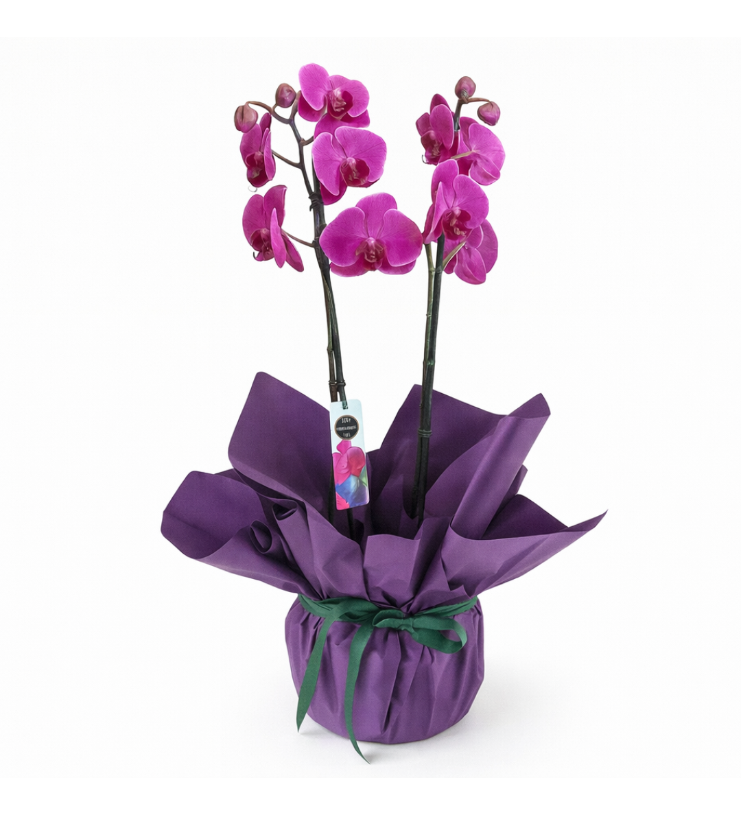 Royal Amethyst – Premium Mor Çift Dallı Orkide