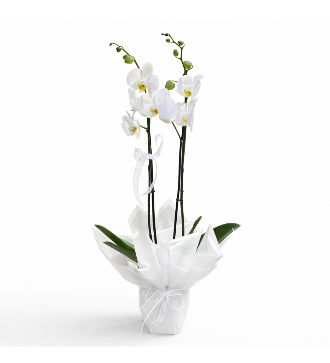Beyaz Orkide (Çift Dal Phalaenopsis)